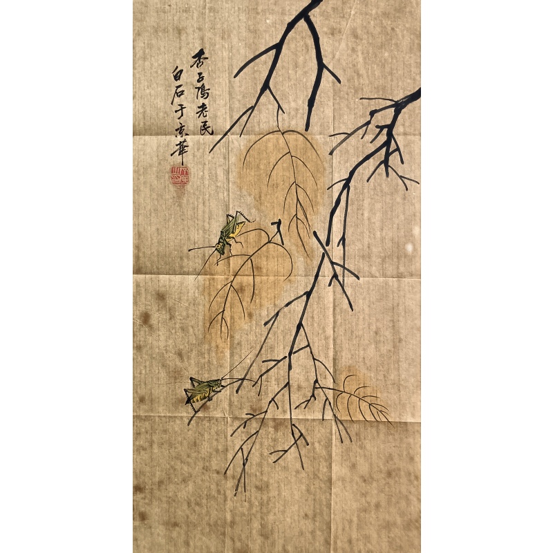 贝叶虫草 823068