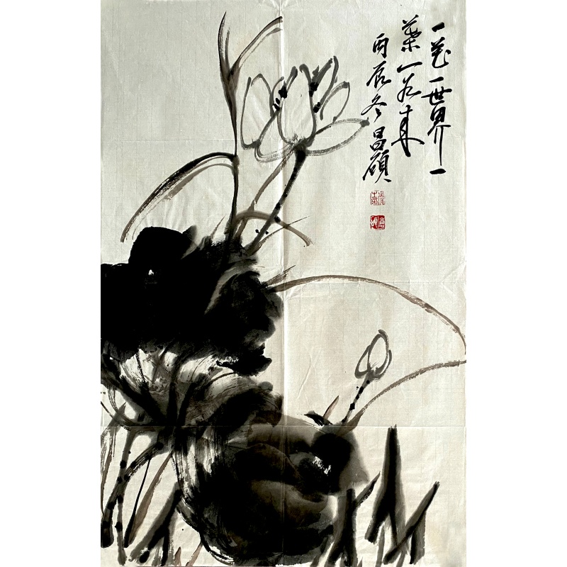 荷花56556