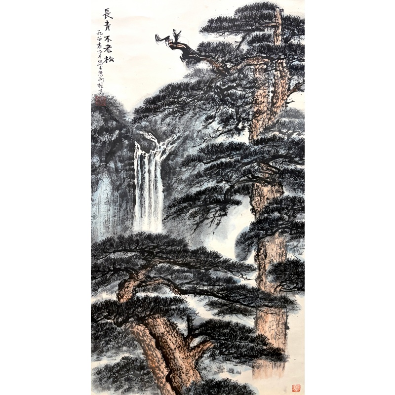 常青不老松59929