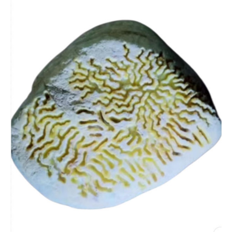 黄翡鸡油黄原石AK0537