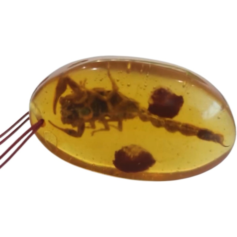 千年虎铂和毒蝎子虫AE0844