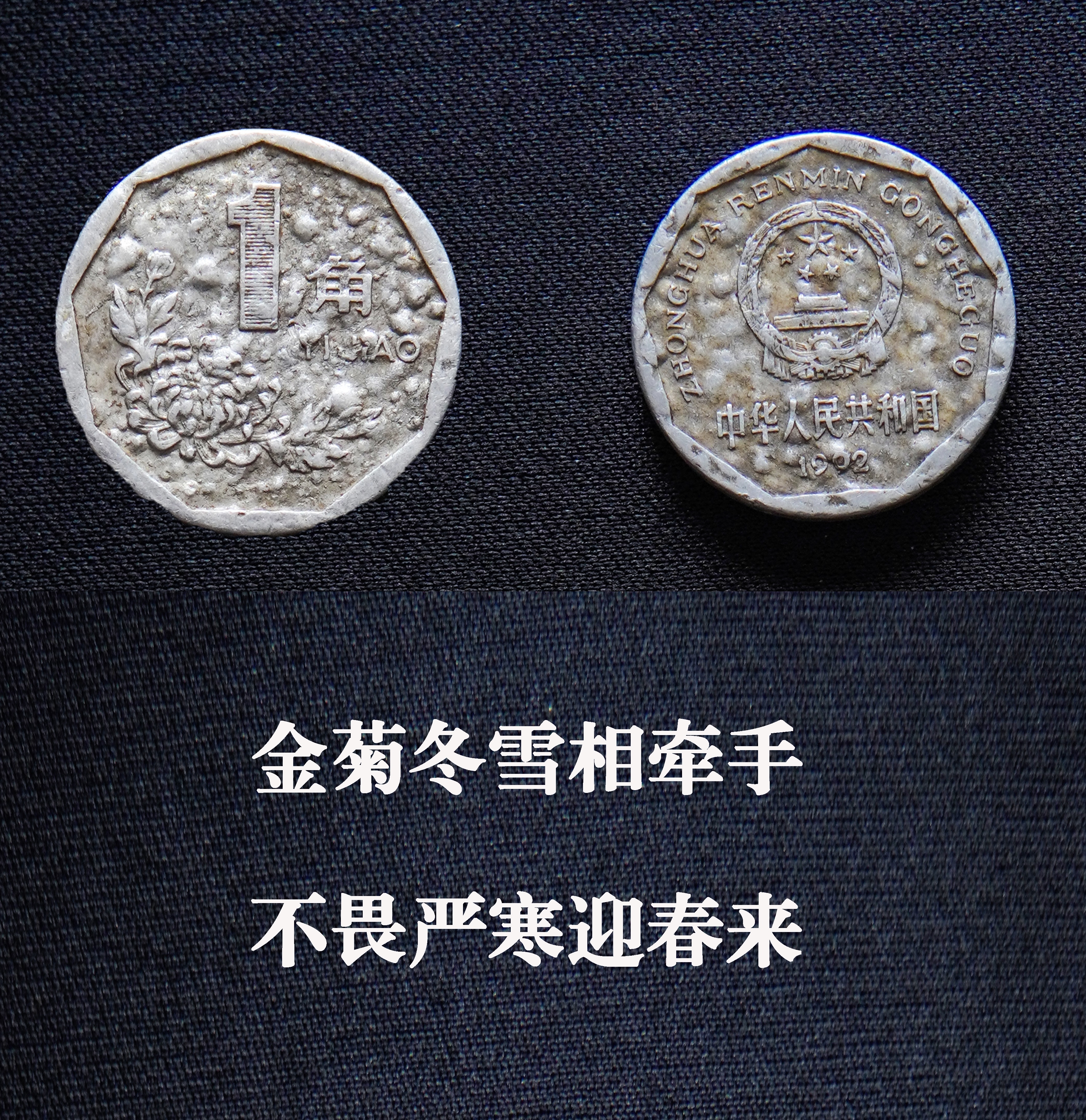 金菊冬雪AD7562