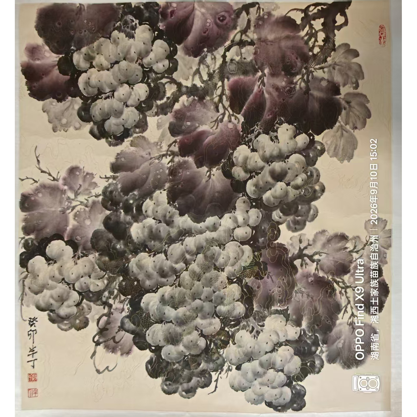 黑葡萄AD2719